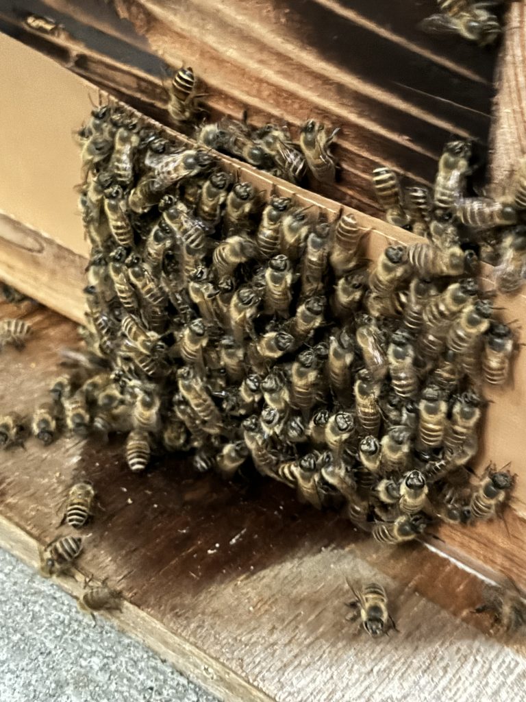 ミツバチ巣箱🐝 | 木遊工房 工藤建業