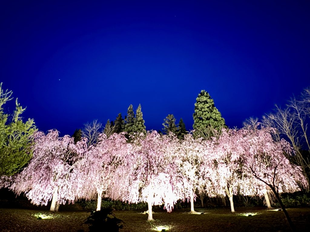 NH『枝垂れ桜』『クレマチス』 さくら 菊枝垂 苗 販売 苗木部 By 花ひろばオンライン